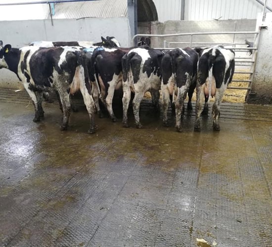 Tullow Mart dairy sale sees prices reaching €1,700