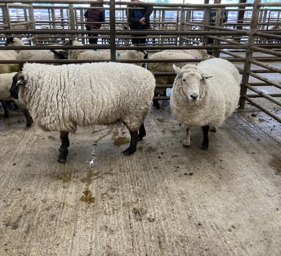 Cull ewe trade continues to shine with prices hitting €225 at marts