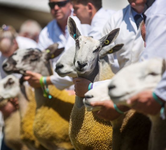Royal Highland Showcase reveals livestock entry figures for 2021 show