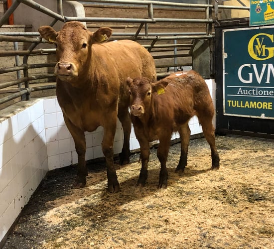 Pics and prices: Suckler pairings reach €2,400 in Tullamore Mart
