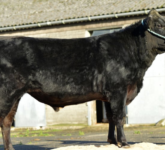 LIC's 'TheForwards' bulls come on-stream in Ireland