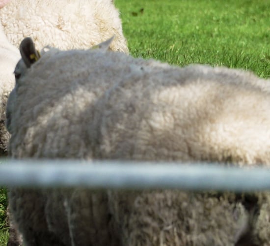 Advantages of a mixed grazing system on Teagasc Green Acres Calf to Beef