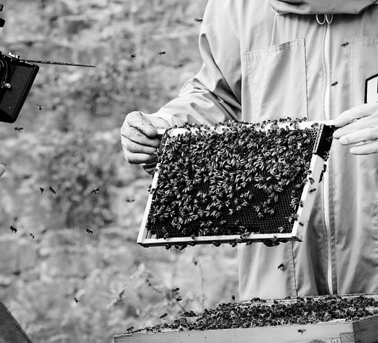 Cork agtech company revolutionising beekeeping