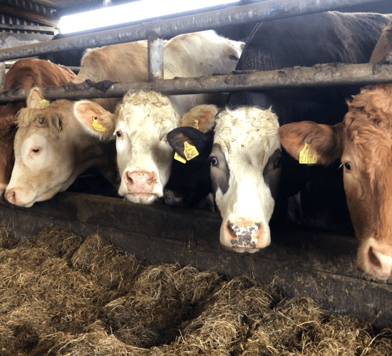 Beef farmers: 4 parasites to be conscious of at housing