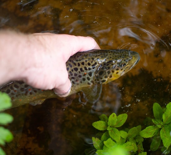 Tyrone river pollution incident believed to have originated on a farm