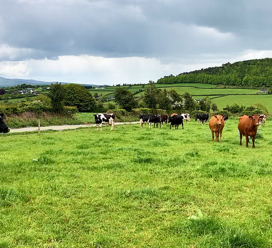 CSO: Agricultural operating surplus rose by 19% last year