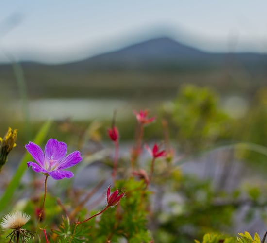 'Burren in Bloom' to take place online this May