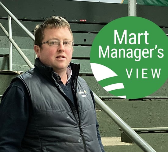 'Lamb prices well up on last week' at Ballymote Mart
