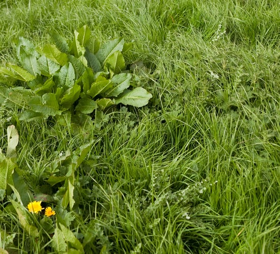 Now is the time to control weeds in grazing pastures