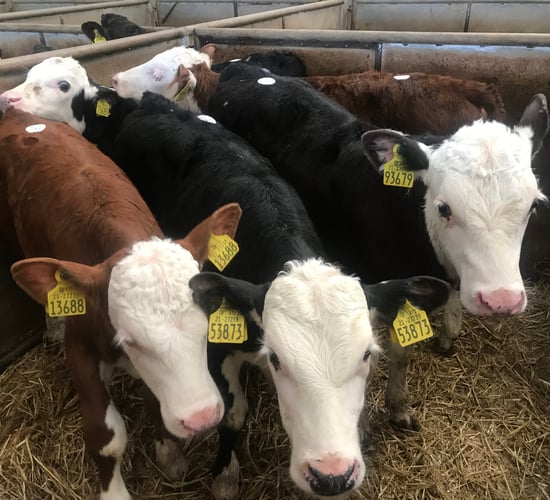 Older calves a good trade at Castleisland calf sale