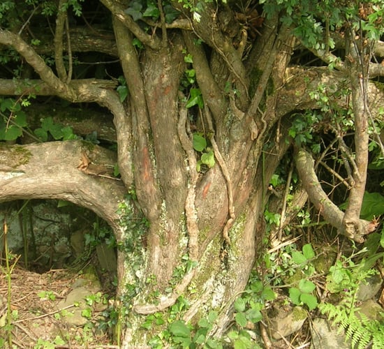 New group calls for hedgerow-specific legislation to be introduced
