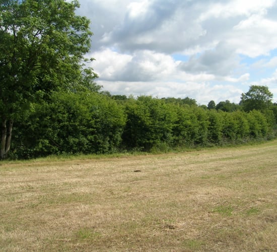 Stalling of Nature Restoration Law 'pre-election political theatre'