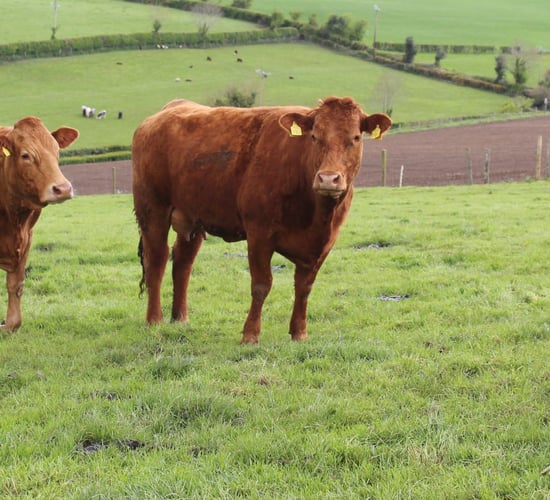 Sucklers are the future on Co. Tyrone farm