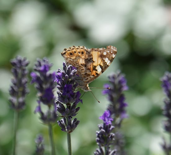 New methodology for assessing impact of trade on biodiversity