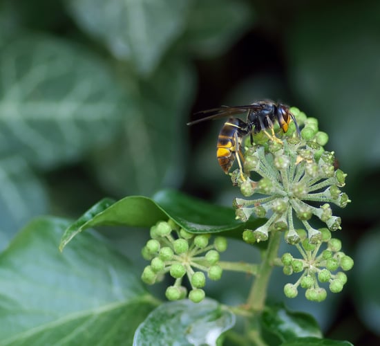 NPWS confirms first discovery of Asian hornet in Ireland