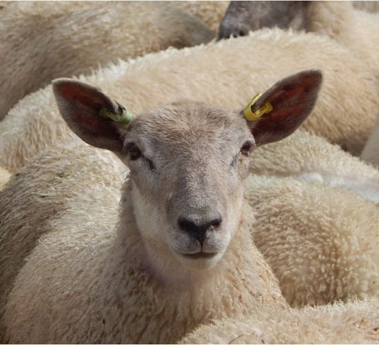 RamCompare: Five-year results identify top traits to drive flock productivity