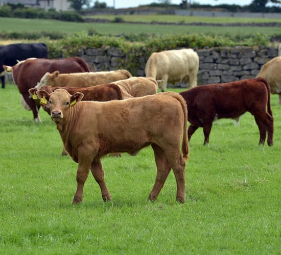 Irish beef exports to Sweden rise by 184% this year