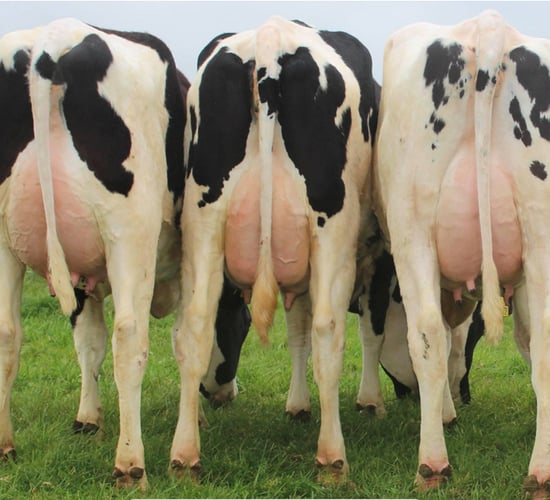 Kilgarriffe herd reduction sale - achieves top price of €2,900