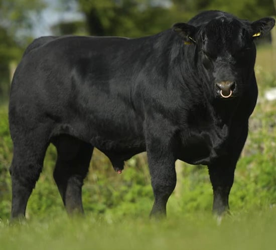 Lisduff Angus sale: 22 bulls to go under the hammer this weekend