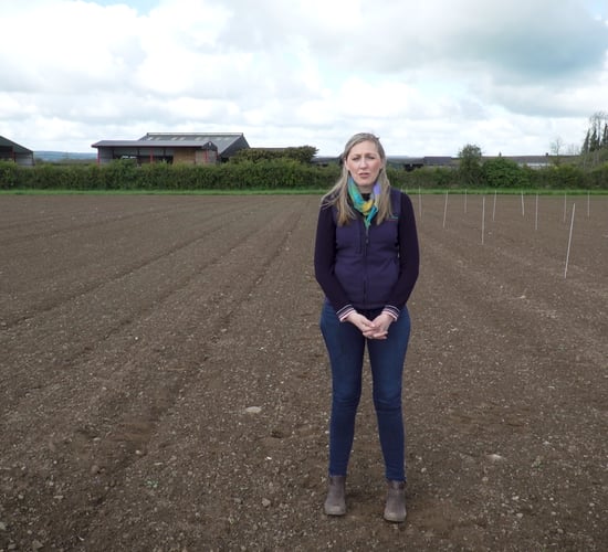 Crops Watch: Spray programmes for cold weather