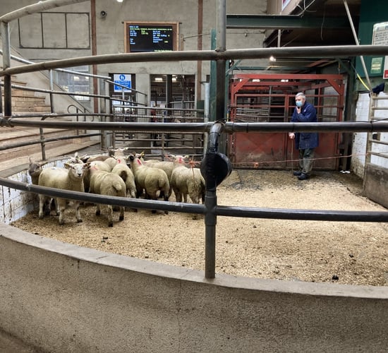 Sheep marts: Spring lamb prices suffer, cull ewes and hoggets hold firm