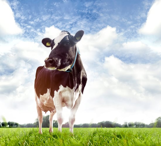 Waikato and Nedap team up to launch new dairy tech
