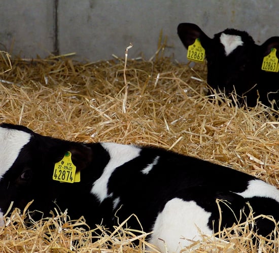 Calf registrations: Dairy calf numbers surpass 1 million