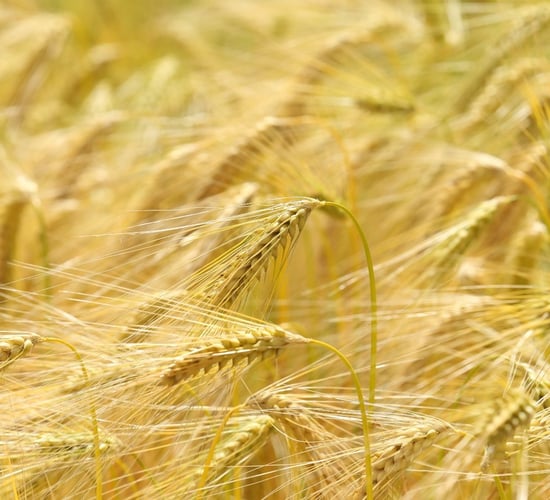 Why Belfry and Bazooka are the most reliable barleys to drill this autumn