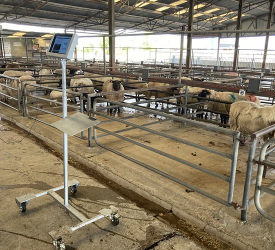 Pics from the mart: Spring lambs make up to €160/head at Roscommon Mart