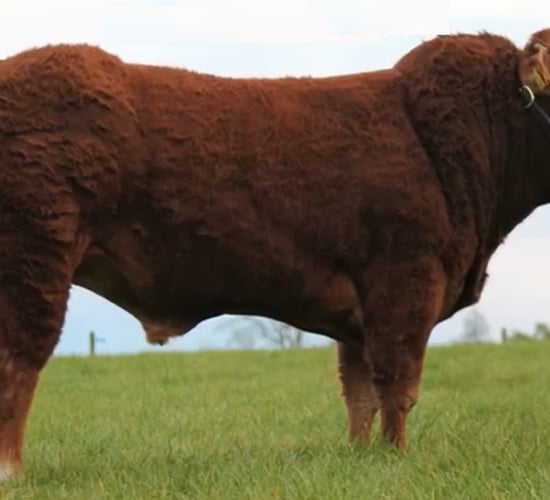 Limousin Premier in Roscrea topped at €6,800
