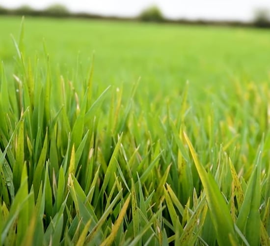 Crops Watch: Biostimulants and reducing ramularia in barley