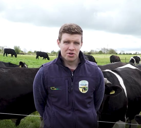 Watch: Virtual farm walk on Green Acres calf-to-beef farm goes live tomorrow