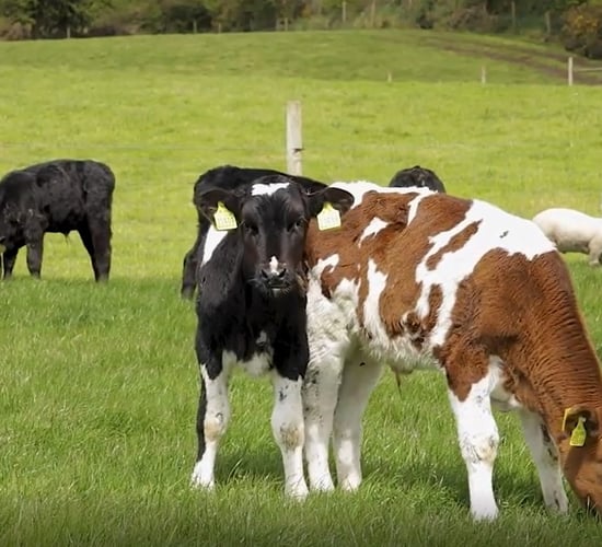 Calf registrations surpass 1,400,000 head this week