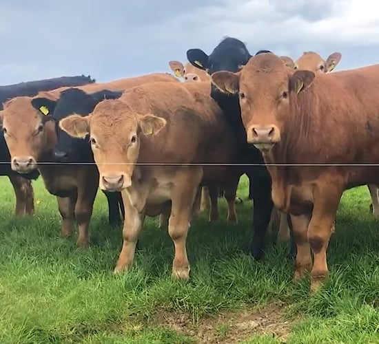 Has liver fluke been an issue on your farm?