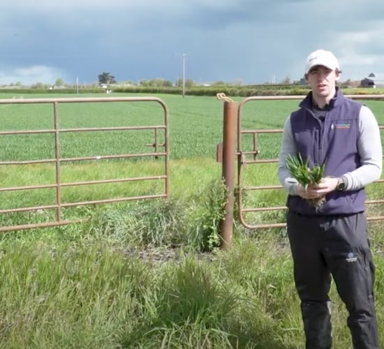 CROPS WATCH: Dr. Robert Beattie gives his Winter Wheat disease control update.