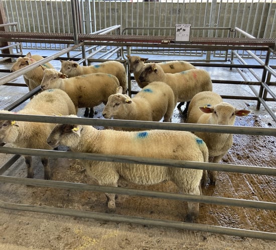 Spring lamb and hogget prices on the rise at marts in GB