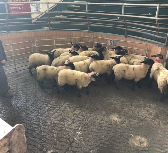Sheep marts: Spring lambs see an improved trade