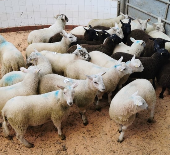 Sheep marts: Demand very strong, as buyers return ringside