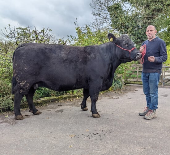 Ireland now has its own Aberdeen Angus herd book