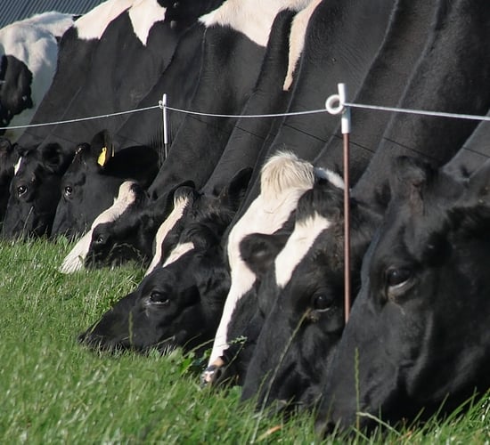 Minister accused of 'specifically' targeting dairy farming