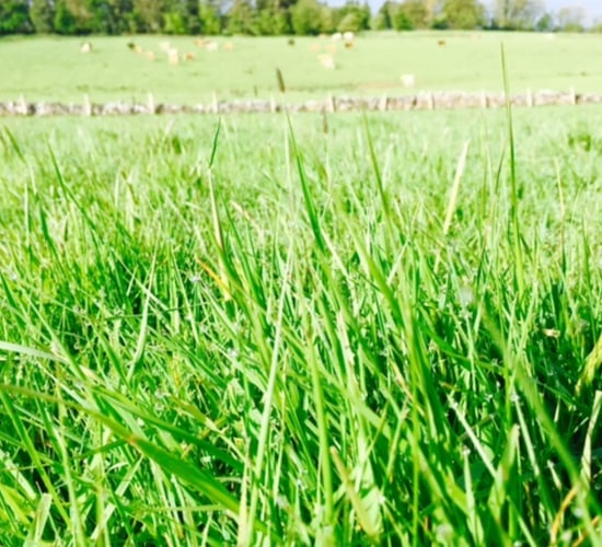 UK lab achieves 9% spring barley yield increase with Irish organic fertiliser