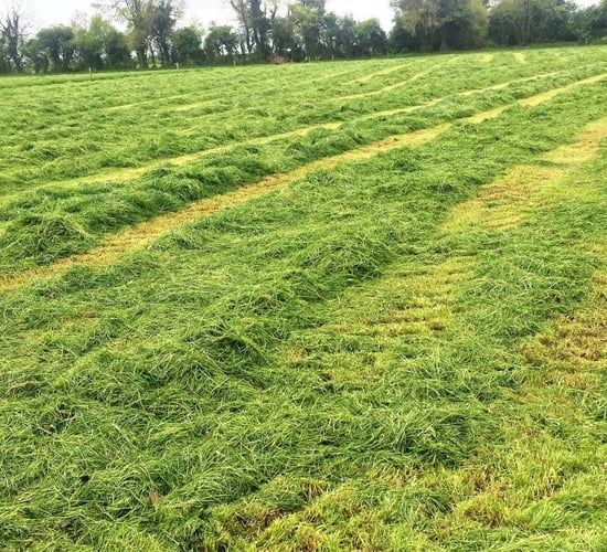 Silage on sheep farms: Focusing on quality