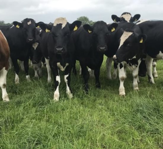 Green Acres: Change in calf buying tactics delivers in Limerick