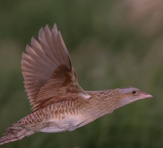 Four calling Corncrakes confirmed on Rathlin Island