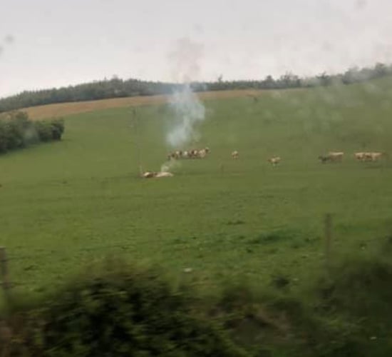 Cattle killed by lightning in multiple incidents