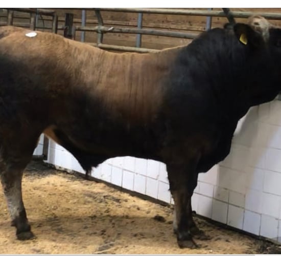 Top price of €3,600 at Aubrac spring sale in Tullamore