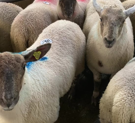 Northern sheep trade: 46% increase in throughput seen in plants last week