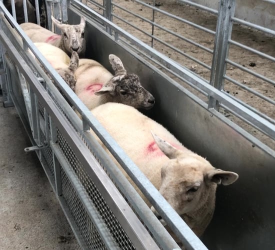 Wormer resistance found on 98% of farms - study finds in Wales