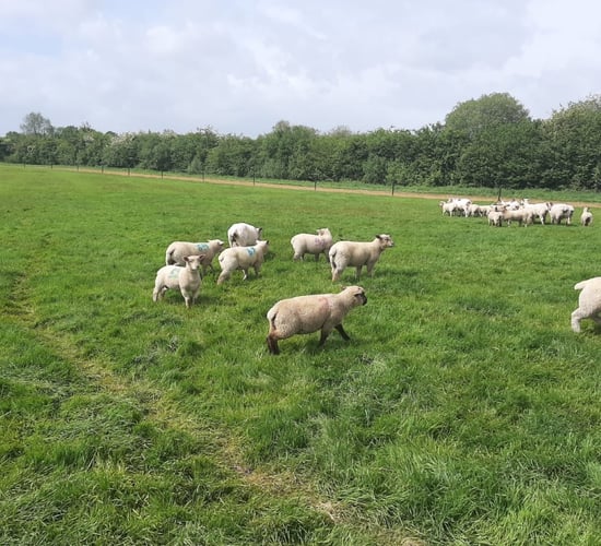 Sheep management: Blowfly control