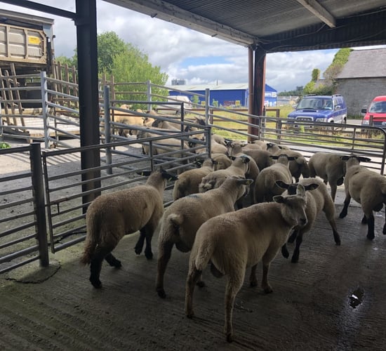 Northern spring lamb prices up over €27/head on this time last year